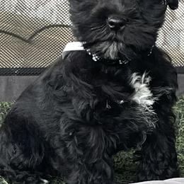 Rysand - Black male Miniature Schnauzer puppy in San Bernardino, California from Rose Lane Schnauzers