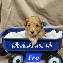 Fro - Cream male Goldendoodle puppy in Flat Rock, North Carolina from Sukisdoodles