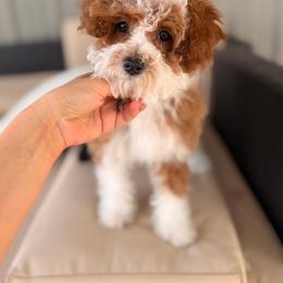 Nova - Red  female Goldendoodle puppy in Somerset, Kentucky from Hilltop Doodles KY LLC