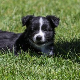 Bob - Black & white male Australian Shepherd puppy in Utah from 10-BAR-Y RANCH