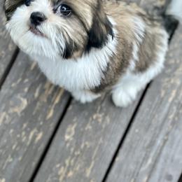 Shih Tzu Puppies from Amanda's Shih Tzu