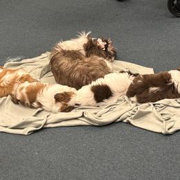 Shih Tzu Puppies from Wood Foo Breeders
