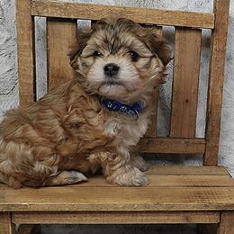 ELLIOTT (Hermie) - Red sable male Havanese puppy in Salt Lake City, Utah from Steal Your Heart Havanese