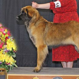 Leonbergers from Invictus Leonbergers