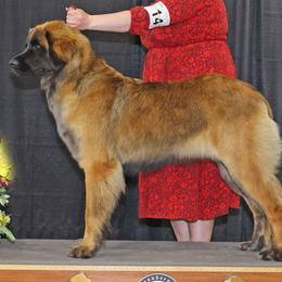 Leonbergers from Invictus Leonbergers