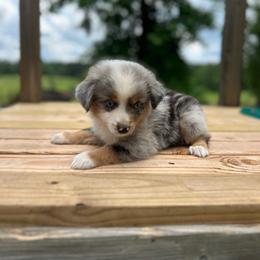 Chase - Blue merle male Miniature Australian Shepherd puppy in Doddridge, Arkansas from Huddleston Farm