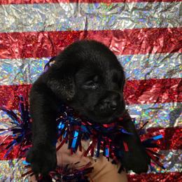 Girl 4 - Black female Labrador Retriever puppy in Holyoke, Massachusetts from Urban Oak Labradors LLC