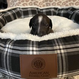 Italian Greyhound Puppies from Kentucky Greyhounds