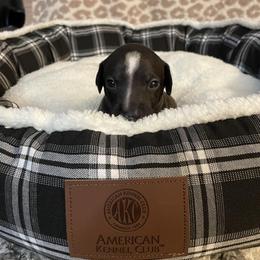 Italian Greyhound Puppies from Kentucky Greyhounds