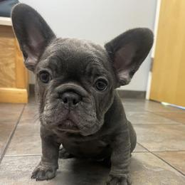 French Bulldogs from Bulliesbybrendo