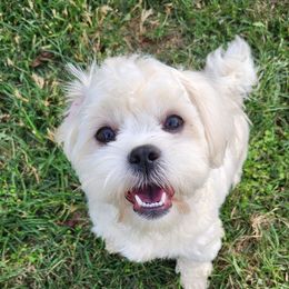 Tiny - Shihpoo
