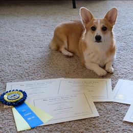 Pembroke Welsh Corgi Puppies from Outlands Corgis