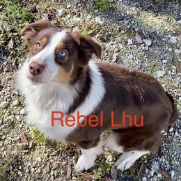 Rebel Lhu - Australian Shepherd