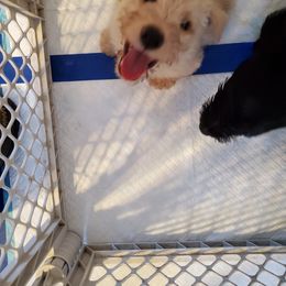 Scottish Terrier Puppies from Hyland Lake Scotties