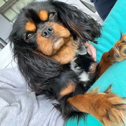 Nessa - Cavalier King Charles Spaniel