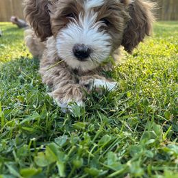 Bernedoodle Puppies from Myt fine doodles
