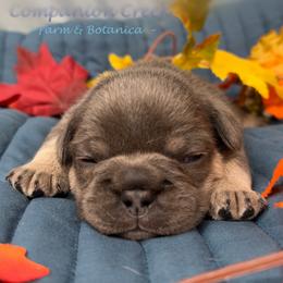 Pinecone - Blue male French Bulldog puppy in Bowman, Georgia from Companion Creek Farm