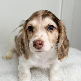 Mojito - Dapple male Dachshund puppy in Redding, California from Jean & Mae Doxies