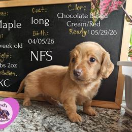 Maple - Cream female Dachshund puppy in Hoquiam, Washington from Heyd's Mini Dachshunds
