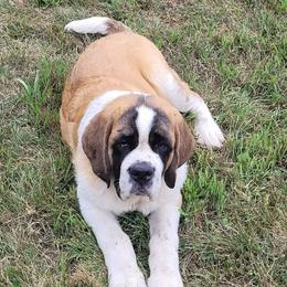 Saint Bernard Puppies from Split Rock Saints