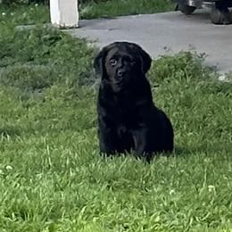Labrador Retriever Puppies from Findaway Labradors