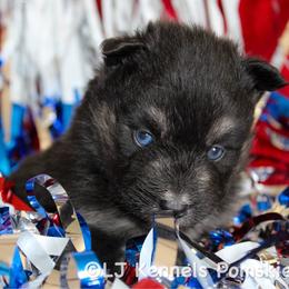 Baguette - Wolf sable male Pomsky puppy in Centerville, Iowa from LJ Kennels Pomskies, LLC