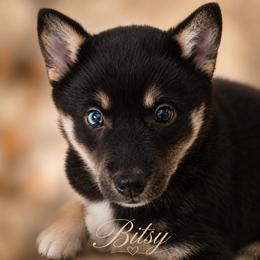 Bitsy - Black and white female Pomsky puppy in Norfolk, Virginia from 'Brick'House Couture Pomskies