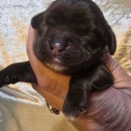 Happy - Brown female Cocker Spaniel puppy in Florence, South Carolina from Reddick's American Cocker Spaniels