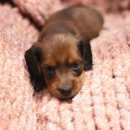 Cooper - Red male Dachshund puppy in Eaton, Ohio from Miniature Alphas Dachshunds