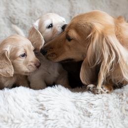 Dachshund Puppies from CTX Doxies