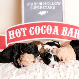 Bernedoodle Puppies from Sugarcreek Haven Bernedoodles