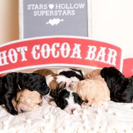 Bernedoodle Puppies from Sugarcreek Haven Bernedoodles