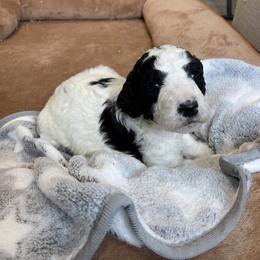 Oreo - Parti female Goldendoodle puppy in Sugarcreek, Ohio from True Hearted Doodles