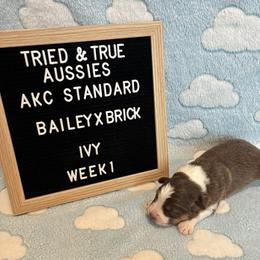 Red tri F - Ivy - Red tri-color female Australian Shepherd puppy in Cotati, California from Tried and True Aussies