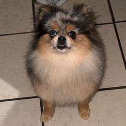 Daisy - Merle female Pomsky puppy in Green Bay, Wisconsin from OG's Pomskies