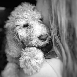 Poodle Puppies from Authentic Poodle Co