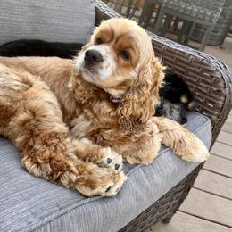 Butter cup - Cocker Spaniel