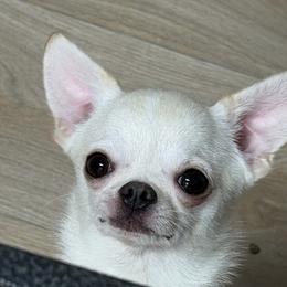 Mouse - Chihuahua