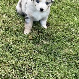 Girl 3 - Australian Shepherd puppy in Blum, Texas from 4P Poteet Farms
