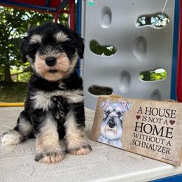 Chandler Duke Williams - Black and silver male Miniature Schnauzer puppy in Auburn, Georgia from Very Special Mini Schnauzers