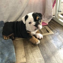 Bulldog Puppies from Snuggle Pups