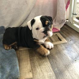 Bulldog Puppies from Snuggle Pups