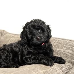 Pink - Black female Australian Labradoodle puppy in Williamstown, New York from Lewis Manor Labradoodles
