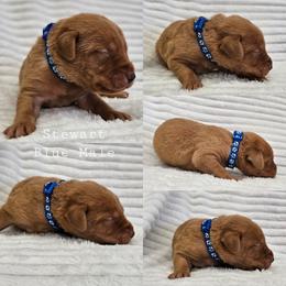 Stewart - Blue Collar - Yellow male Labrador Retriever puppy in Boyd, Minnesota from Lindley Labradors