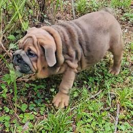 Jayne Mansfield - Fawn female Bulldog puppy in Lakeland, Florida from Fur Love And Puppies