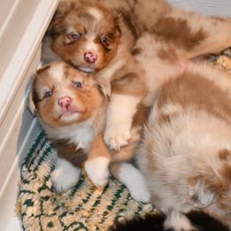 Australian Shepherd and Soft Coated Wheaten Terrier Puppies from Ironwood Ridge Kennels