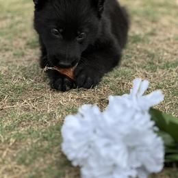 Little foot - Black male German Shepherd puppy in San Antonio, Texas from Pridelands