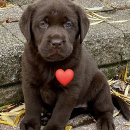 Labrador Retrievers from Siegner Nora's Labrador Retrievers