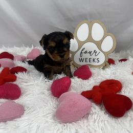 Boy 1 - Blue and gold male Yorkshire Terrier puppy in The Bronx, New York from Teenie Sweeties Yorkies