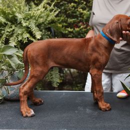Rhodesian Ridgeback Puppies from African Legends Rhodesian Ridgebacks